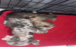 Mixed Breed dogs for sale: Frenchie/pocket bully pups for sale - Image 11