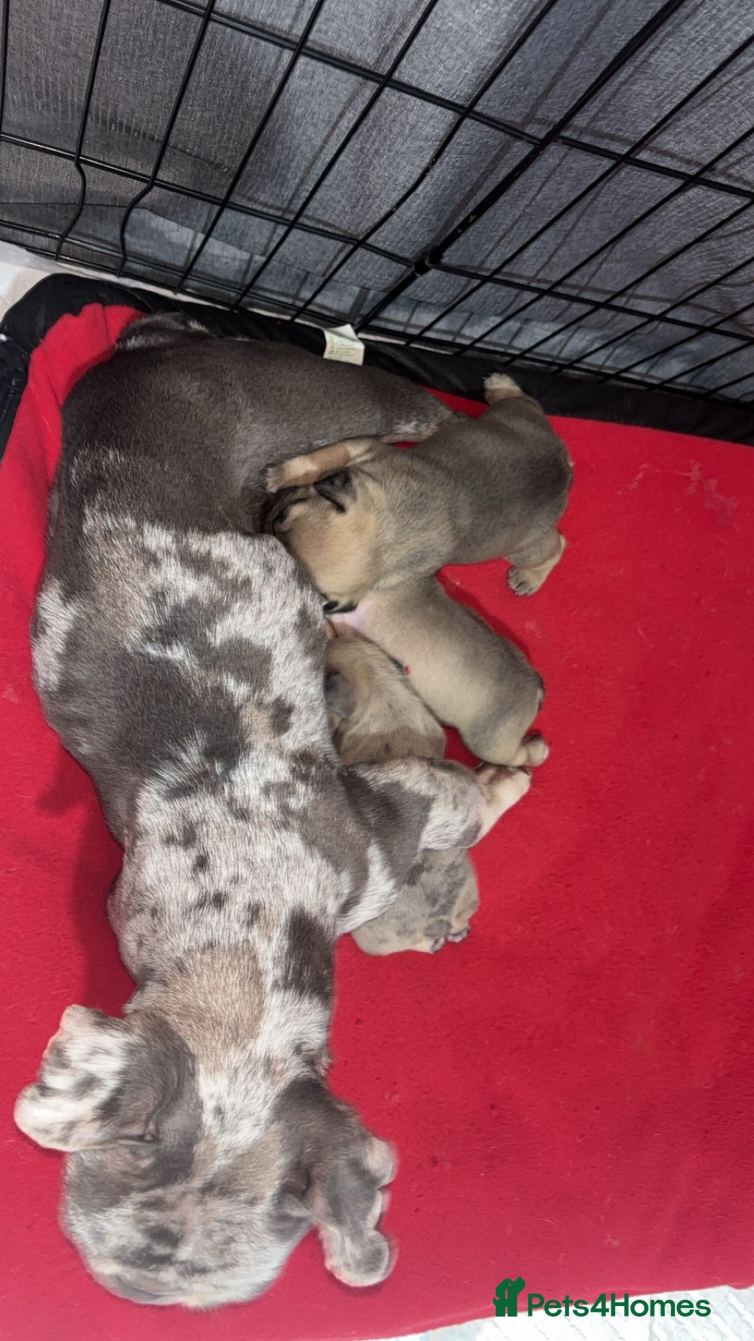 Mixed Breed dogs for sale: Frenchie/pocket bully pups for sale - Image 11