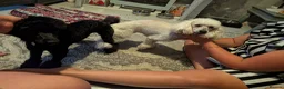 Toy Poodle dogs for stud: TOY POODLE FOR STUD in Swanley - Advert 2