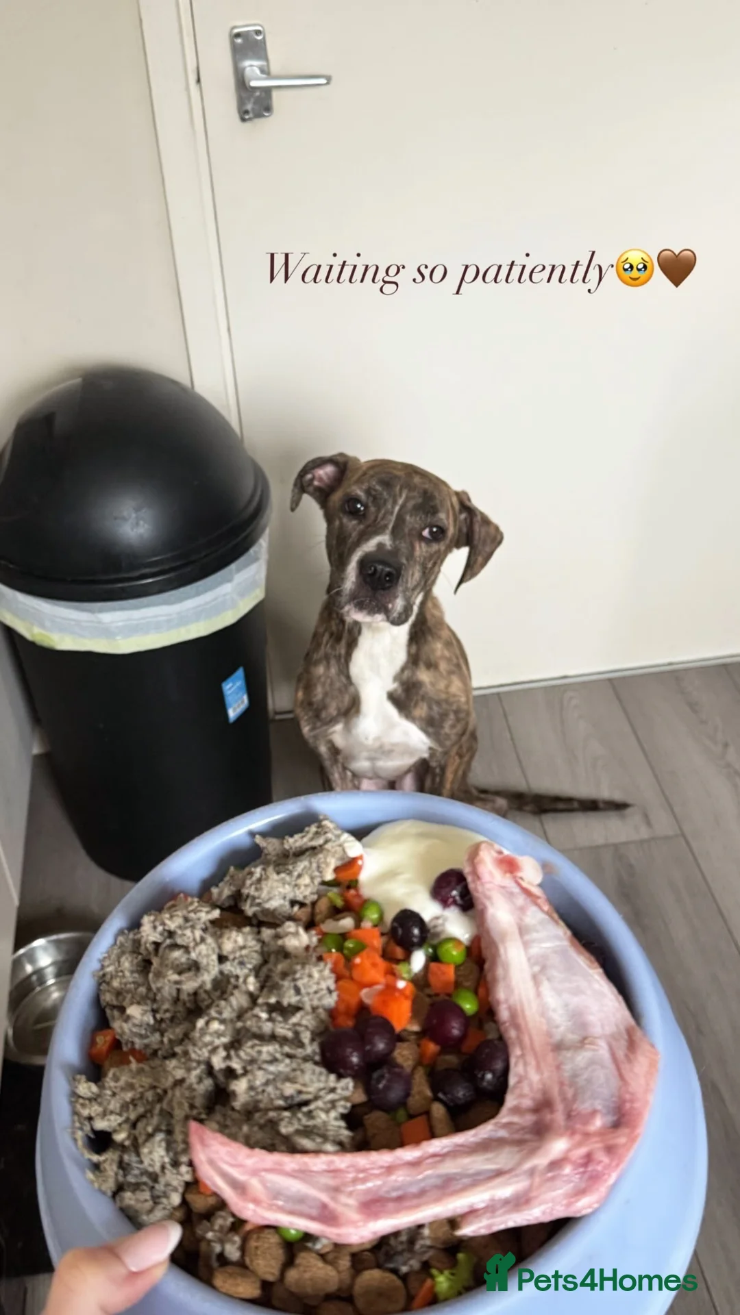 Mixed Breed dogs for sale: Staffy X grey hound  - Advert 3