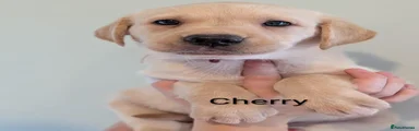 Labrador Retriever 7