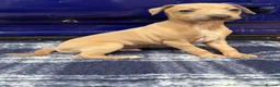 Italian Greyhound dogs for sale: The Most AMAZING colours! - Advert 9