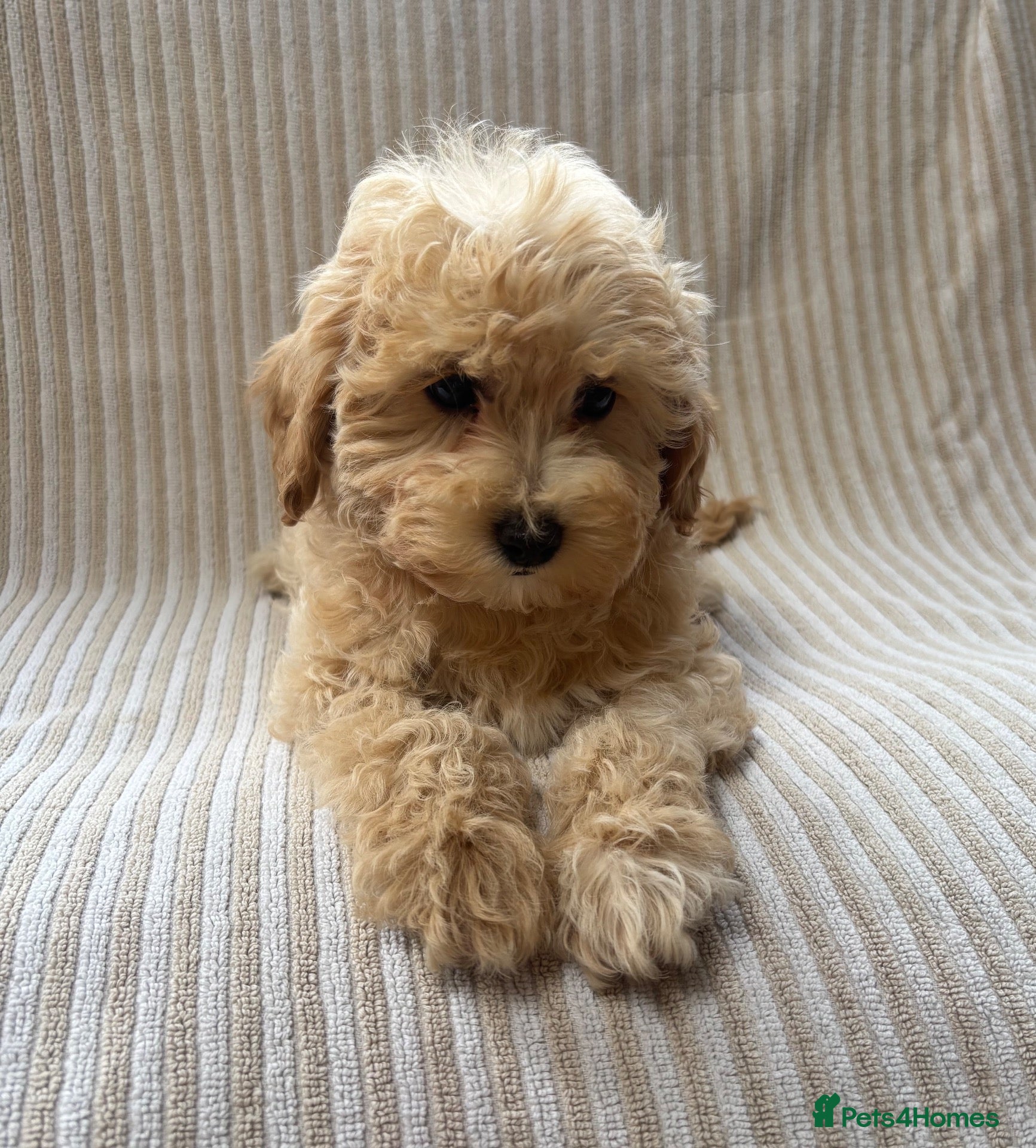 Maltipoo dogs Our Multipoo fur babies  - Advert 6