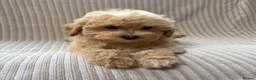 Maltipoo dogs for sale: Our Multipoo fur babies  - Advert 1