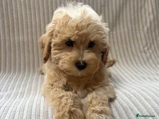 Maltipoo dogs Our Multipoo fur babies - Advert 1