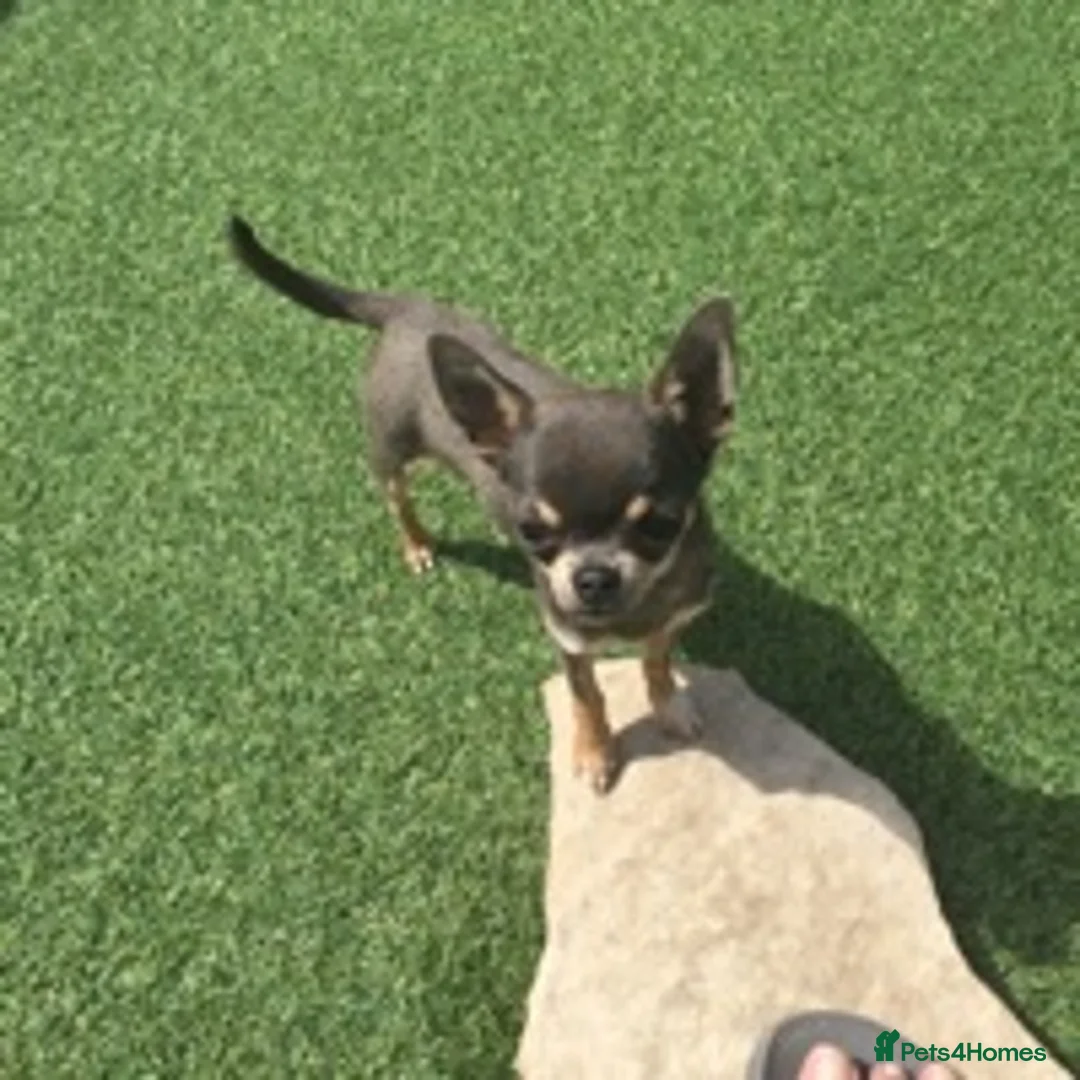 Chihuahua dogs for stud: KC BOYS LILAC, CHOCOLATE , BLUE , BOYS AVAILABLE. in Mansfield - Advert 5