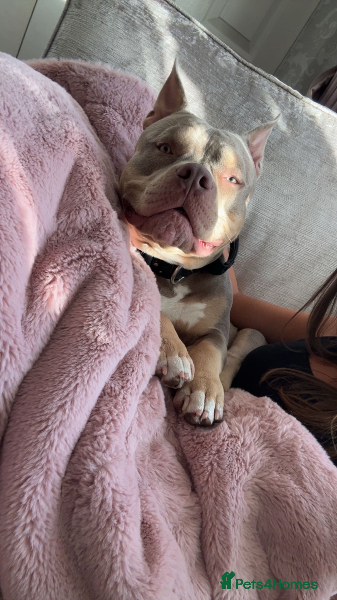 American Bully dogs for stud: 🖤BUGZY AMERICAN BULLY STUD🖤 - Advert 13