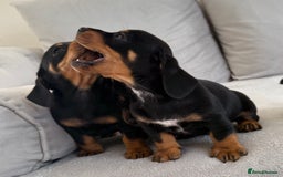 Mixed Breed dogs for sale: Beautiful Jackadac puppy’s ❤️ - Image 6