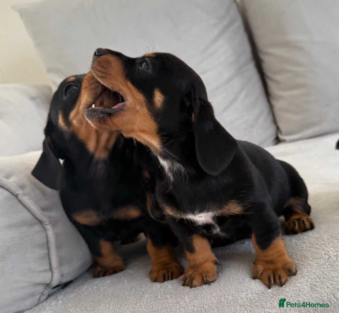 Mixed Breed dogs for sale: Beautiful Jackadac puppy’s ❤️ - Image 6