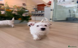 West Highland Terrier dogs for sale: 🤍🐾 Adorable Westie Pups Looking for Homes!🐶🌼 - Image 2