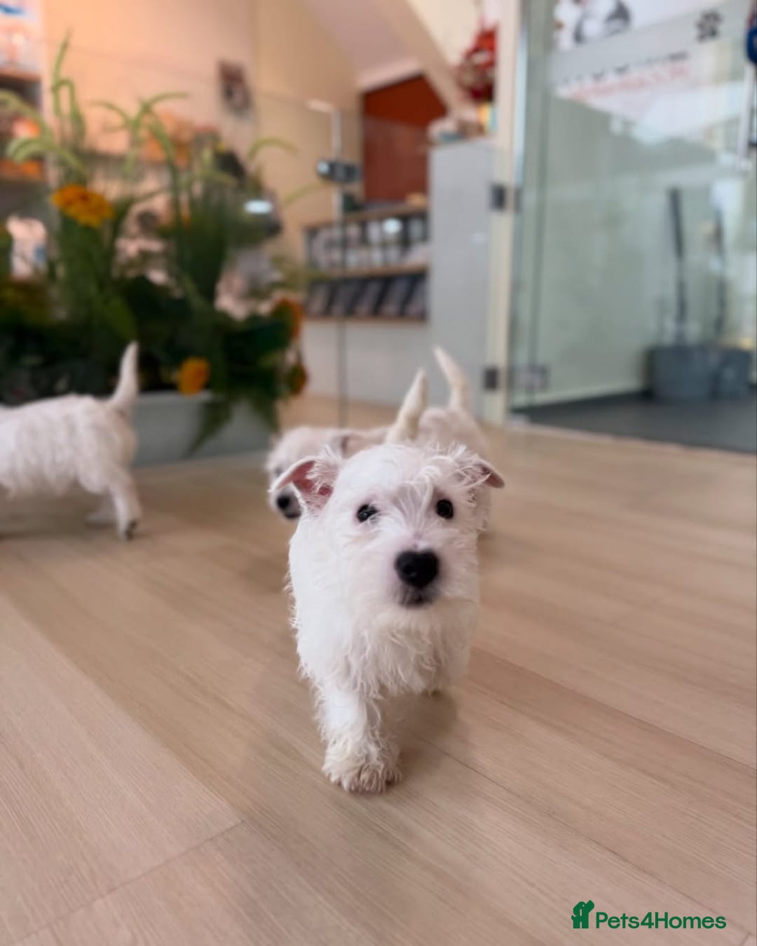 West Highland Terrier dogs for sale: 🤍🐾 Adorable Westie Pups Looking for Homes!🐶🌼 - Image 2