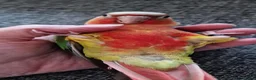 Conures birds for sale: Super tame fully hand reared baby's  - Advert 5