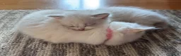 Ragdoll cats for sale: GCCF Registered Ragdoll Kittens - Advert 17