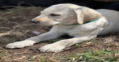 Labrador Retriever dogs - Advert 6