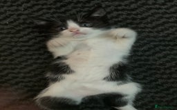Mixed Breed cats for sale: Last two cuddly kittens - Image 1