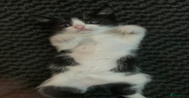 Mixed Breed cats - Advert 3