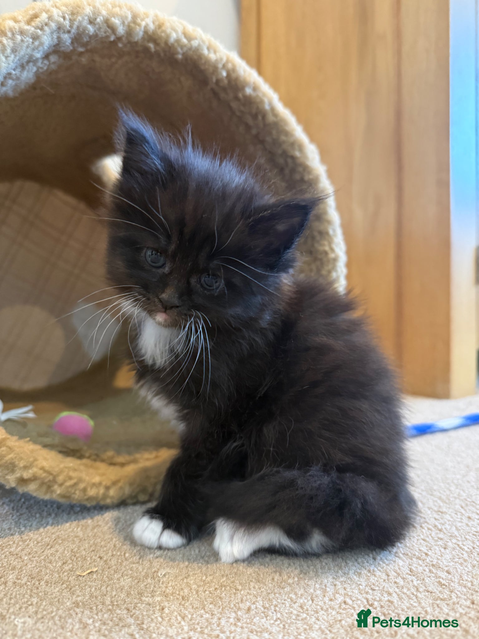 Maine Coon cats Maine Coon Cross Kittens,1 Male,Ready May - Advert 12