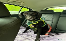 Mixed Breed dogs for sale: Australian Kelpie X Cocker Spaniel - Image 7
