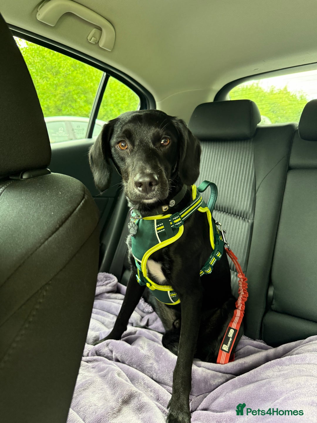 Mixed Breed dogs for sale: Australian Kelpie X Cocker Spaniel - Image 7