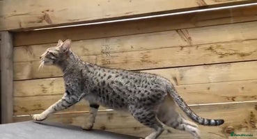 Savannah cats - Advert 1