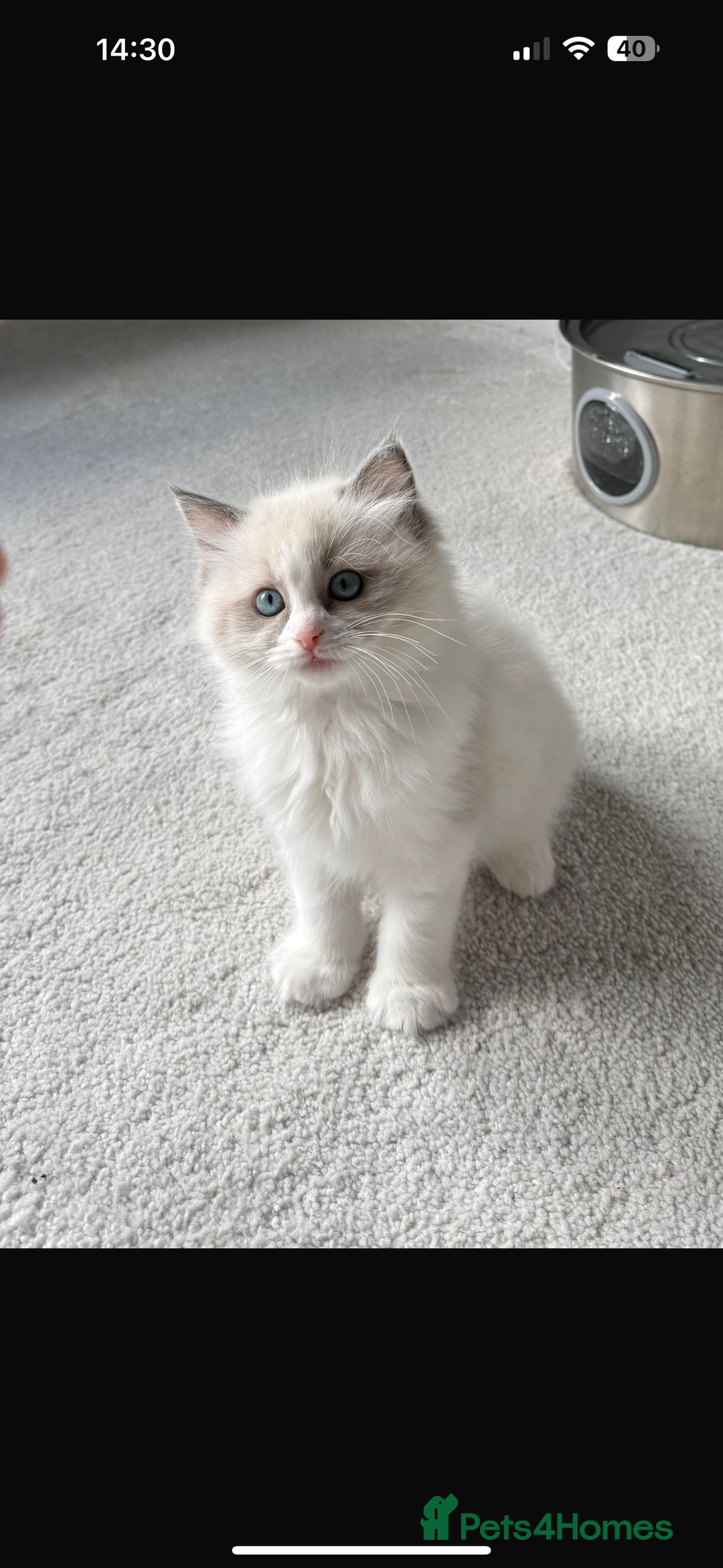 Ragdoll cats for sale: Ready To Leave Gorgeous Male  - Image 6