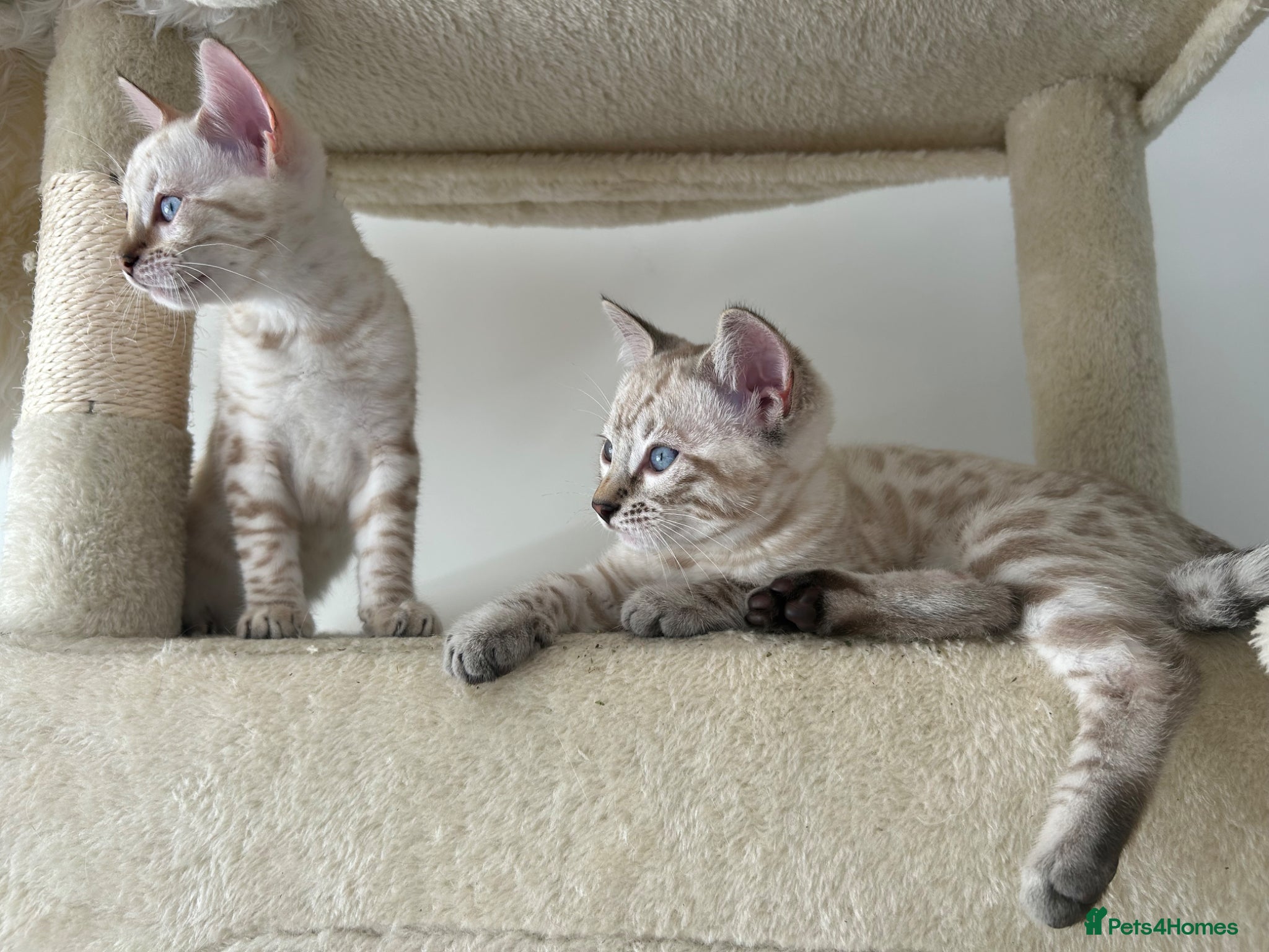 Bengal cats for sale: Snow bengal pure breed kittens  - Advert 9