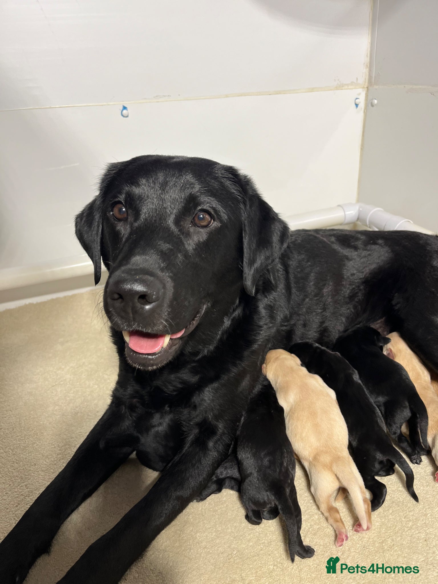 Labrador Retriever dogs Puppy Culture Raised 🐶 Health Tested - Advert 6