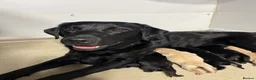 Labrador Retriever dogs for sale: Puppy Culture Raised 🐶 Health Tested - Advert 1