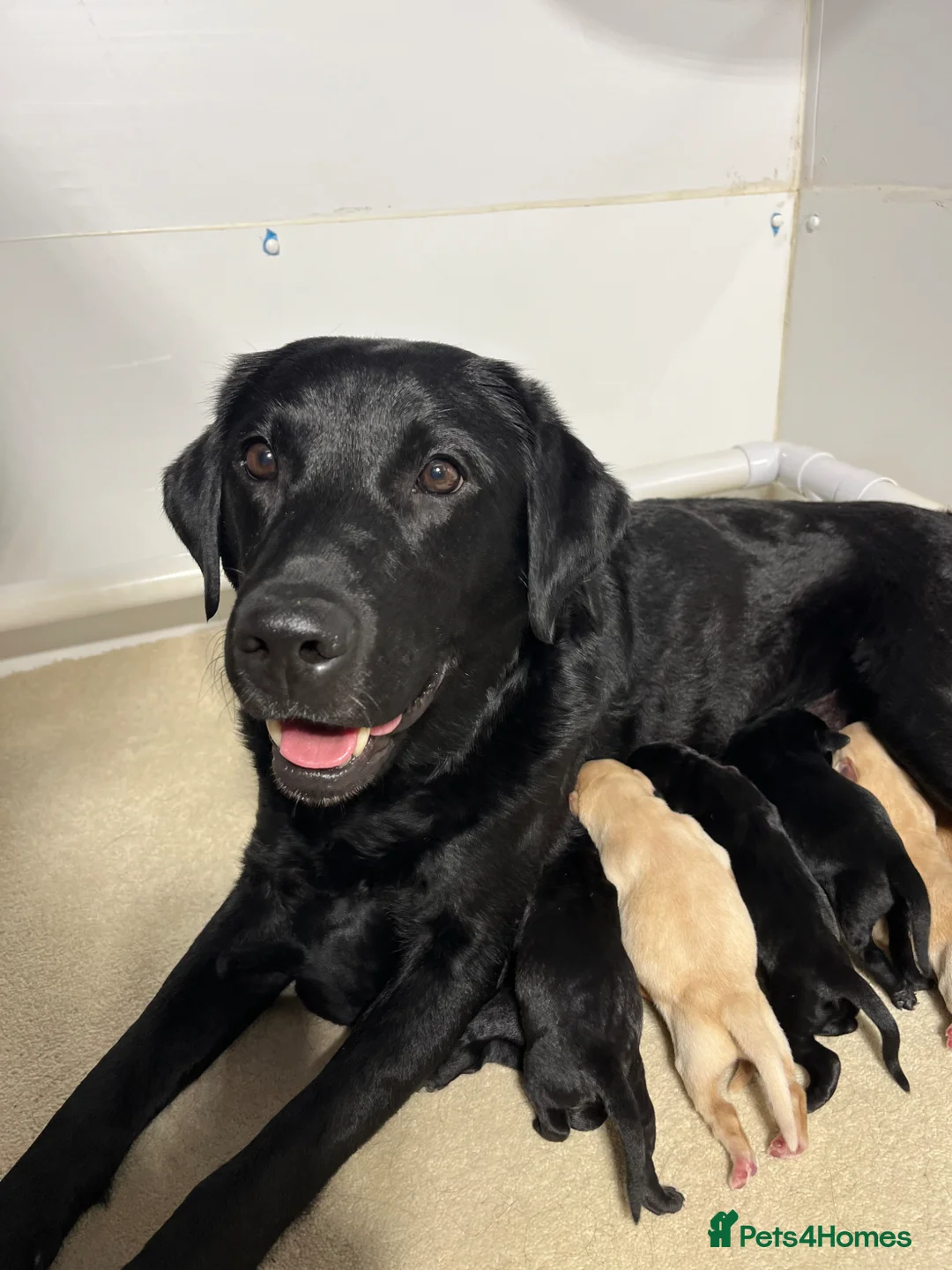 Labrador Retriever dogs for sale: Puppy Culture Raised 🐶 Health Tested - Advert 1