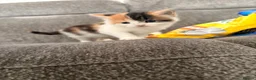 Mixed Breed cats for sale: Beautiful Female Calico Kitten in London - Advert 3