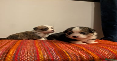 Welsh Corgi Pembroke dogs - Advert 8