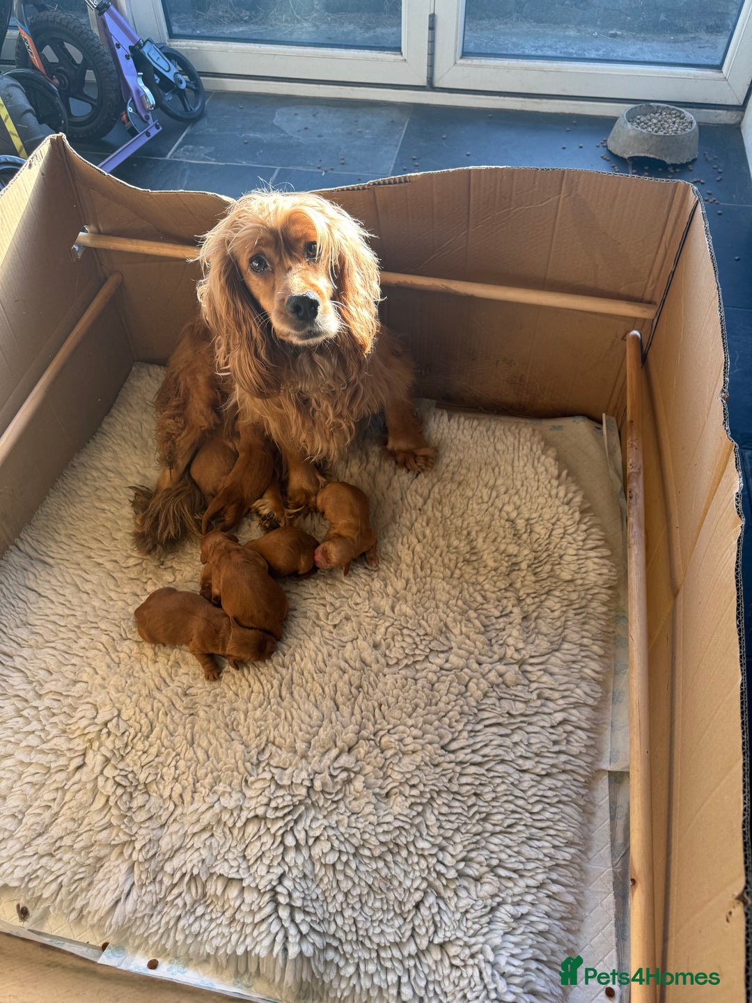 Cocker Spaniel dogs for sale: KC working cocker spaniels for sale  - Advert 7