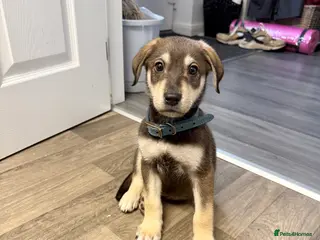 Mixed Breed dogs Lab x husky - Advert 1