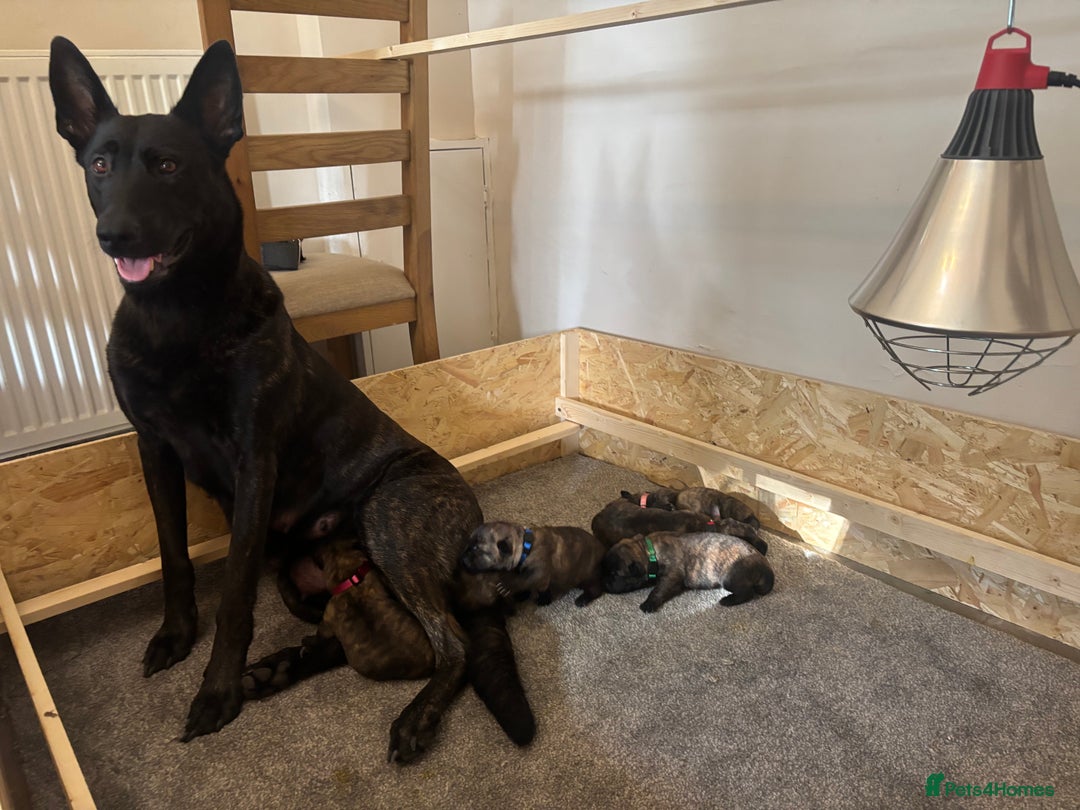 Belgian Shepherd Dog dogs for sale: Dutch shepherd puppies  - Image 14