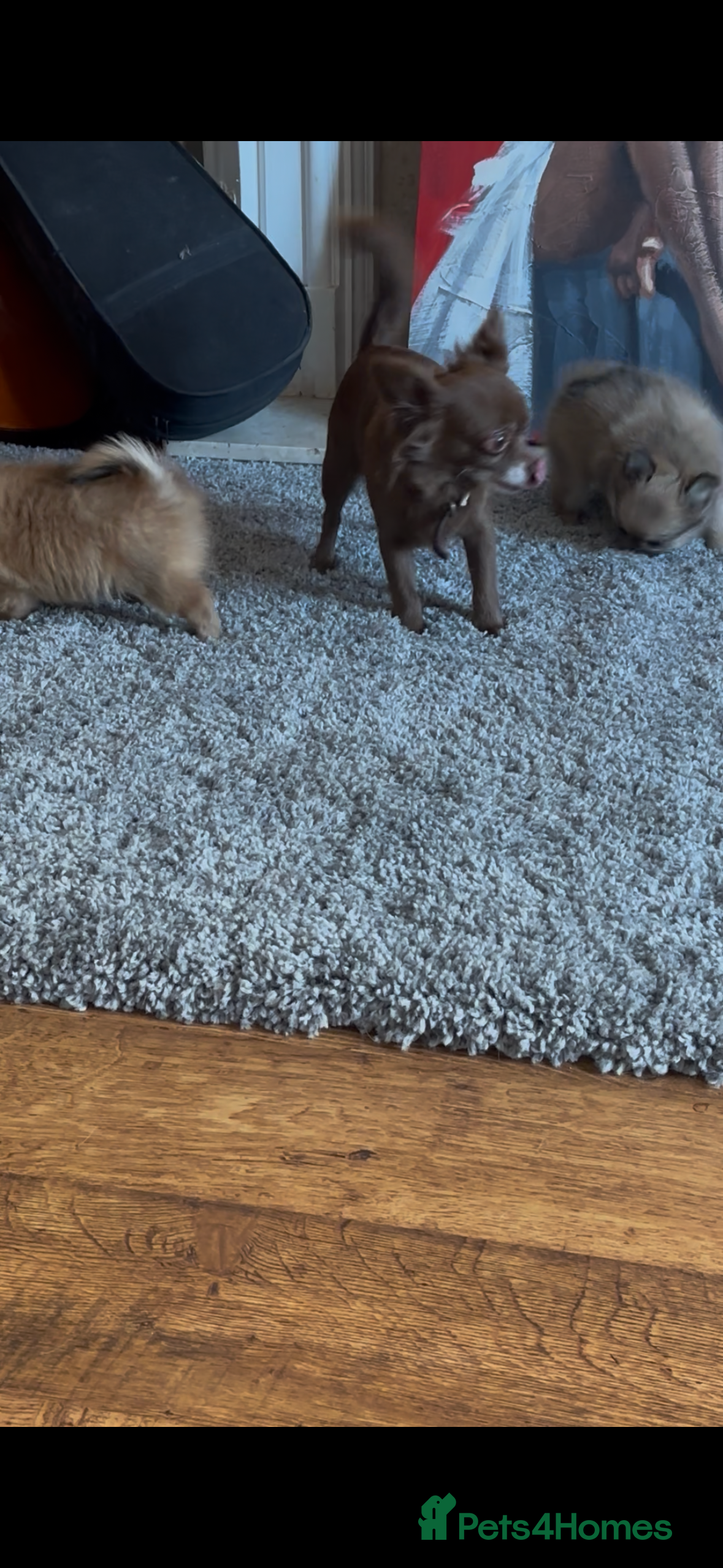 Pomchi dogs stunning fluffy girls  - Advert 18