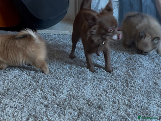 Pomchi dogs stunning fluffy girls - Advert 5