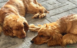 Cocker Spaniel dogs for sale: 2 x Show cocker spaniels (Red) - Image 1