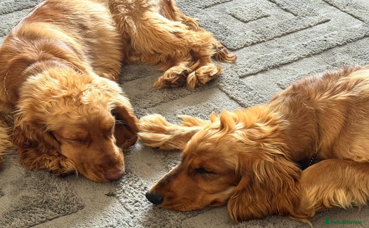 Cocker Spaniel dogs - Advert 1