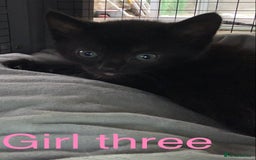 Mixed Breed cats for sale: 3 beautiful black kitten girls  - Image 6