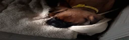 Boxer dogs for sale: Beautiful RED - with BLACK MASK-long tail  - Advert 11