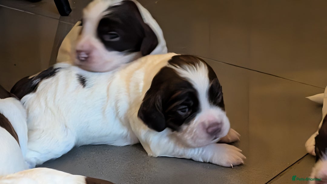 English Springer Spaniel dogs for sale: Gorgeous chunky Springer Spaniels for sale - Advert 4