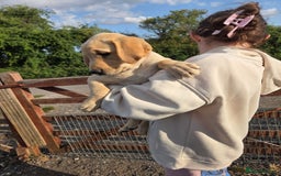 Labrador Retriever dogs for sale: Kc registered Labrador puppies  - Image 2