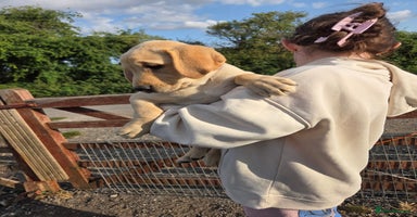 Labrador Retriever dogs - Advert 16