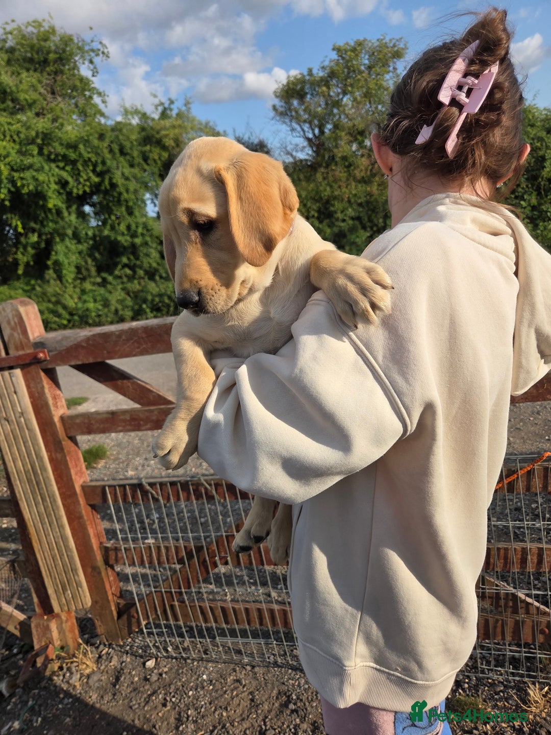 Labrador Retriever dogs for sale: Kc registered Labrador puppies  - Image 2