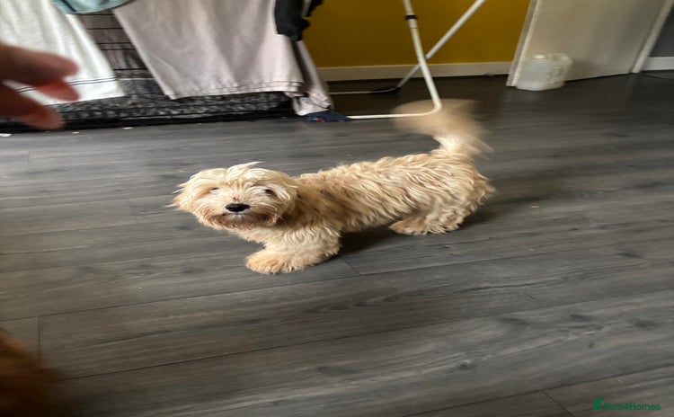 Mixed Breed dogs CAVAPOO X YORKI Male pup available  - Advert 13
