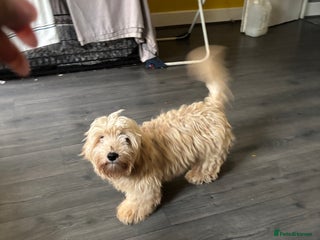 Mixed Breed dogs CAVAPOO X YORKI Male pup available - Advert 11