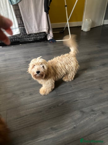 Mixed Breed dogs CAVAPOO X YORKI Male pup available - Advert 13
