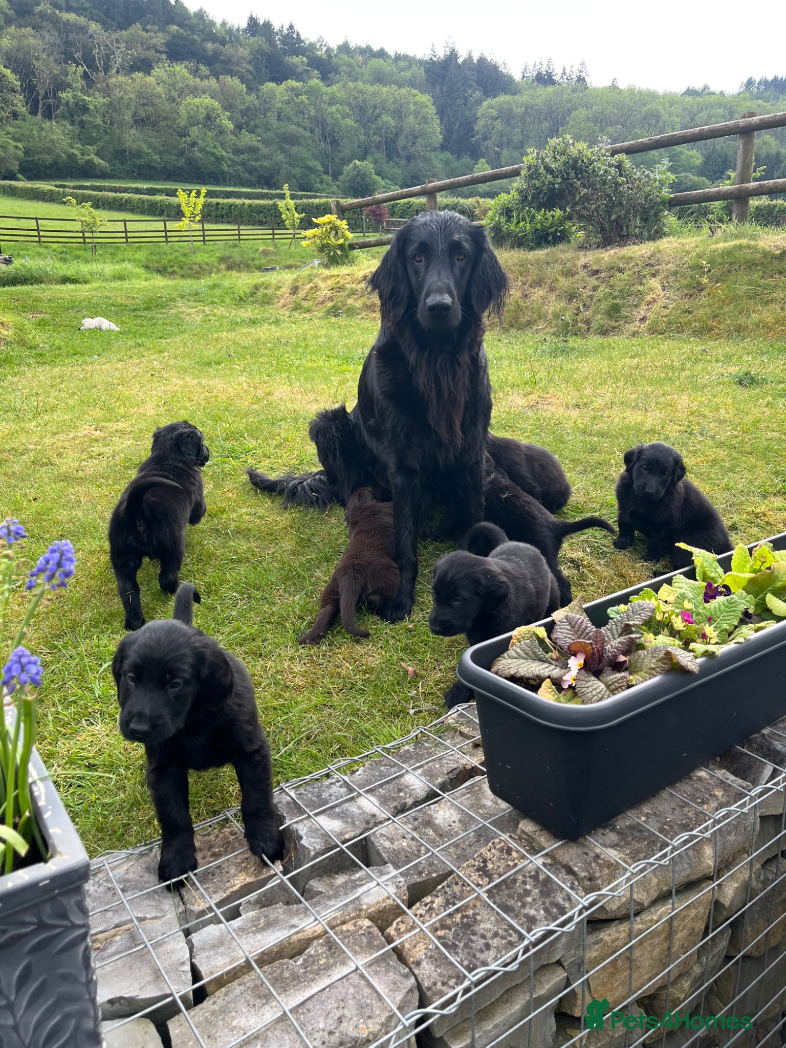 Flat coated Retriever dogs Gorgeous flat coat retriever puppies. - Advert 1