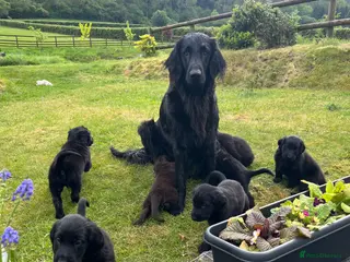 Flat coated Retriever dogs Gorgeous flat coat retriever puppies. - Advert 8