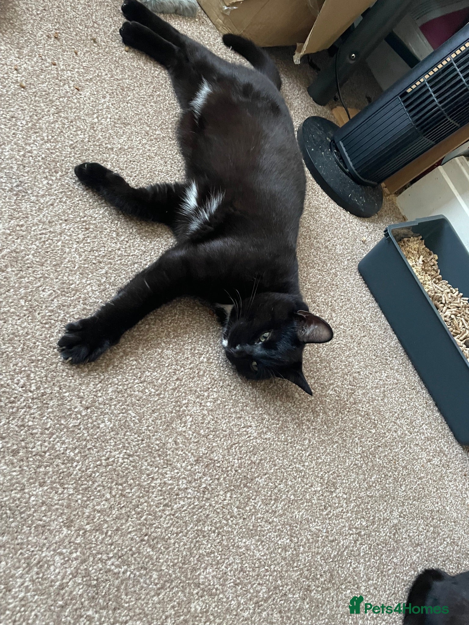 Mixed Breed cats Kittens for sale - Advert 8